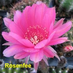 EP-H. Rosenfee.4.1.jpg 